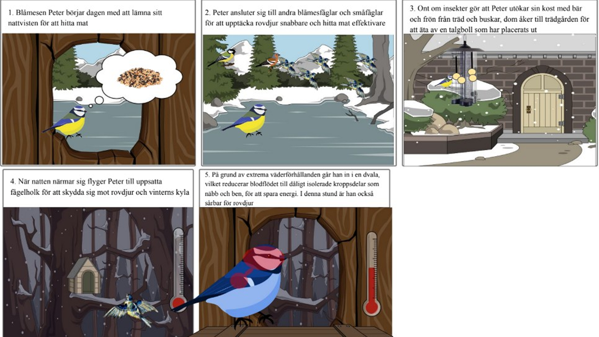 Storyboard about Peter the blue tit